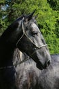 Purebred young lipizzan horse standing at rural horse farm Royalty Free Stock Photo