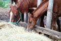 Purebred young mare and foal eating dry hay at animal farm Royalty Free Stock Photo