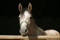 Purebred young racehorses looking over the barn door against summer afternoon lights Royalty Free Stock Photo