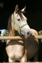 Purebred young racehorses looking over the barn door against summer afternoon lights Royalty Free Stock Photo