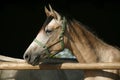 Purebred young racehorses looking over the barn door against summer afternoon lights Royalty Free Stock Photo