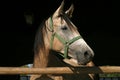 Purebred young racehorses looking over the barn door against summer afternoon lights Royalty Free Stock Photo