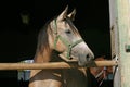 Purebred young racehorses looking over the barn door against summer afternoon lights Royalty Free Stock Photo