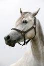 Purebred young shagya arabian horse posing against white background Royalty Free Stock Photo
