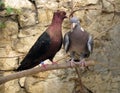 Purebreds doves Royalty Free Stock Photo