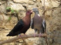 Purebreds doves Royalty Free Stock Photo