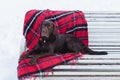 Purebreed adorable brown labrador retriever dog sitting on white bench with dark pink red gray tartan checkered plaid. Winter in