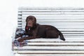 Purebreed adorable labrador retriever dog sitting on white bench with dark pink gray tartan checkered plaid. Winter in city park,