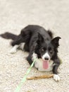 Purebreed Border Collie laying