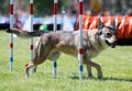 Purebreed gray czechoslovakian wolfdog vlchak running dog agility slalom Royalty Free Stock Photo