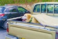 Purebreed Light Brown Golden Retriever Dog Riding in Old Pick Up Truck Royalty Free Stock Photo