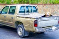 Purebreed Light Brown Golden Retriever Dog Riding in Old Pick Up Truck Royalty Free Stock Photo