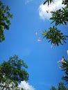 Purely blue sky with green tree and red flower