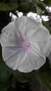 A purely white morning glory Royalty Free Stock Photo