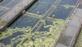 Purifying effluents Photo