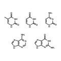 Purine and pyrimidine nucleobases