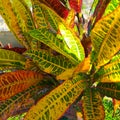 Puring is Indonesian name for garden croton, it is popular garden plants shrubs shaped leaf shape and color vary greatly