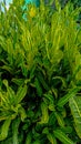 Green kroton is a popular garden ornamental plant in the form of shrubs with very varied leaf shapes and colors.