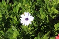 Purity of African Daisy