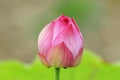 Purity color of lotus flower bud Royalty Free Stock Photo