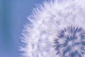 Purity of dandelion flower