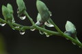 Purity dew drops of rains on braches of orchid