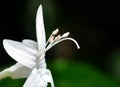 Purity Flower