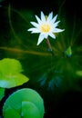 Purity Lotus Royalty Free Stock Photo