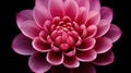 purity lotus flower head Royalty Free Stock Photo