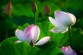 The purity lotus flowers and flower buds in the pond Royalty Free Stock Photo