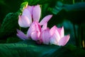 The purity lotus flowers in the pond Royalty Free Stock Photo