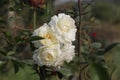Purity in Petals: The timeless allure of a white roses whispers elegance and grace. ???? #WhiteRoseMagic\