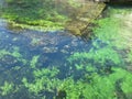 The purity of the transparent and limpid water of the Sorgue river at Fontaine de Vaucluse in Provence allows us to be able to