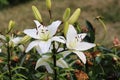 Purity in white asiatic lilies