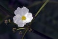 The purity of a white flower in the swamps