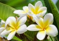 Purity of white Plumeria or Frangipani flowers. Blossom of tropical tree. Royalty Free Stock Photo