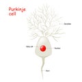 Purkinje cell anatomy. Cell body with nucleus, dendrites and axone