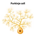 Purkinje cell or Purkinje neuron Royalty Free Stock Photo