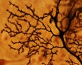 Purkinje neuron. Dendritic tree