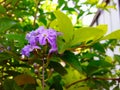 Purl color flower in Sri Lanka