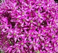 Purple Allium Or Onion In Bloom Royalty Free Stock Photo