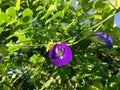 Purle Clitoria ternatea flower Royalty Free Stock Photo