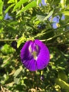 Purle Clitoria ternatea flower Royalty Free Stock Photo