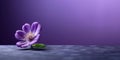 Purle flower and blank dark wall copy space blurred background