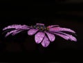 The Purle Flower with Water Drops With Black Backgraund