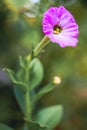 Purle portulaca flower grow in a summer garden Royalty Free Stock Photo