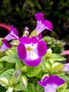 Purple & White Flower Portrait. Royalty Free Stock Photo