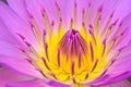 Purle yellow water lily for abstact background