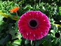 Purlpe gerbera flower