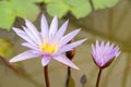 Purpe lotus or waterlily Royalty Free Stock Photo